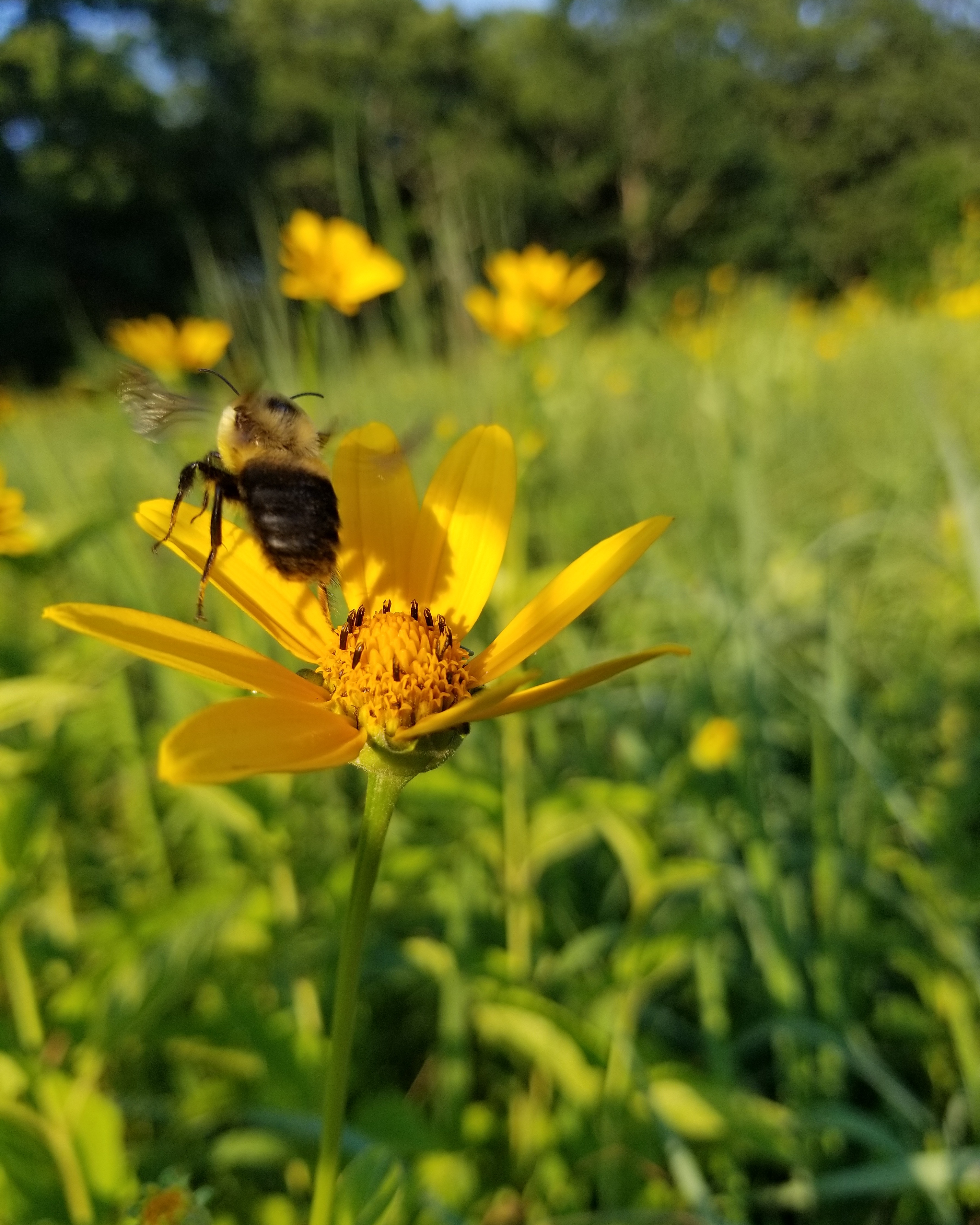 IMG_20170711_003005_815